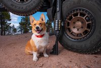 mesa_tactical_1399_moss_500_sureshell_leo_truckee.jpg